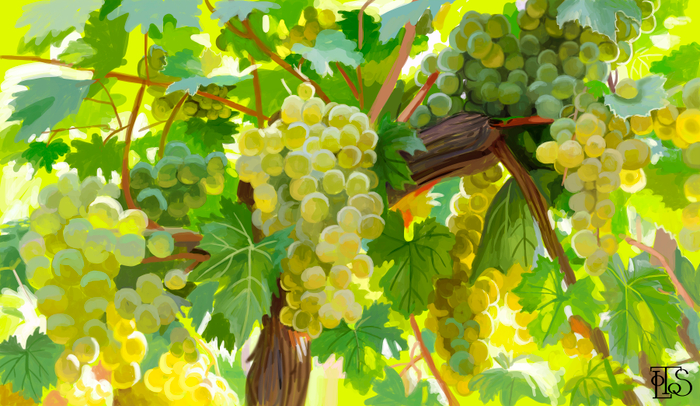 Виноград