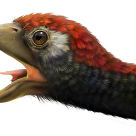 Конфуциусорнис