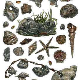Ракушки и камни из серии "Маленькие предметы"