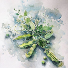 Горошек кучерявый 