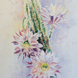 Цветы кактуса