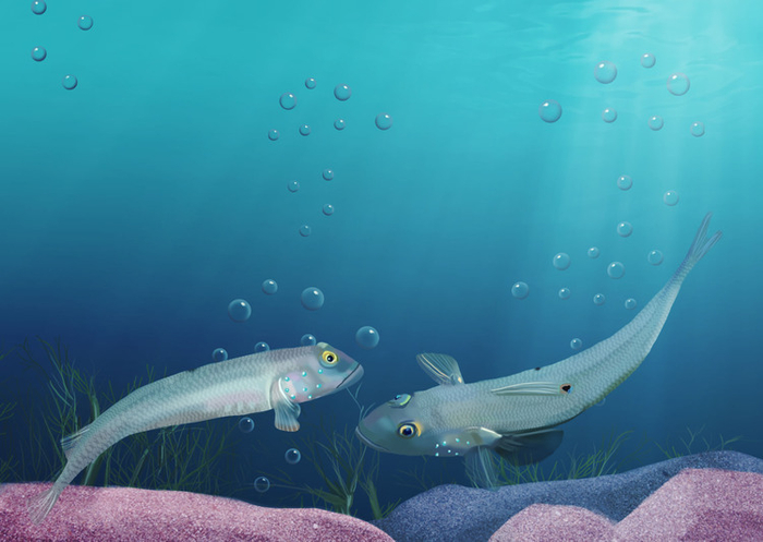 очаровательные бычки-валенсьен