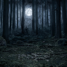 локация "Темный лес"
