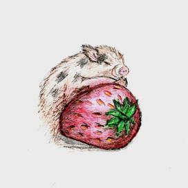 strawberry mini pig