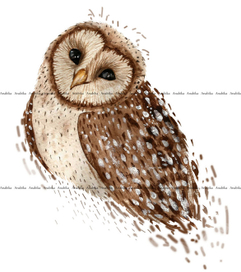 Акварельная сова