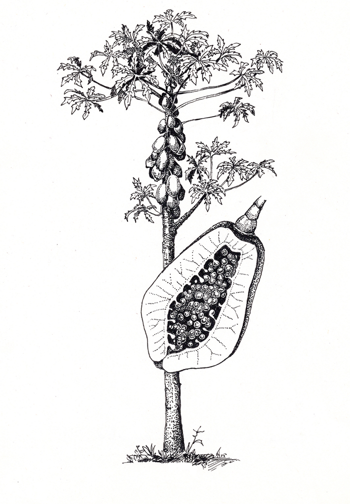 Папайя. Дерево и плод