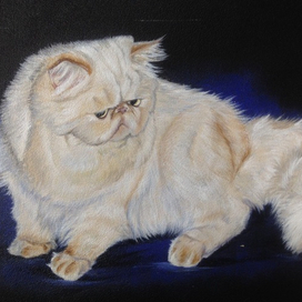 персидская кошка