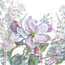 Цветущая яблоня. Набросок в японском стиле