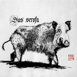 Sus Scrofa