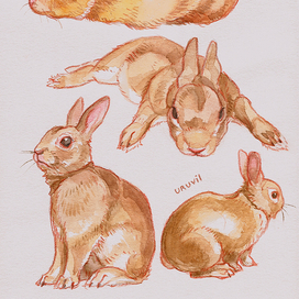 Рыжий кролик