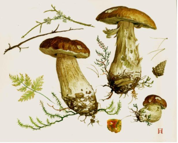 Белые грибы