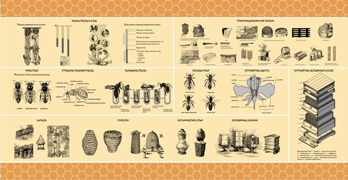 Баннер "Жизнь пчелы"
