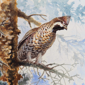 В таёжном краю...