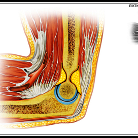 локтевой сустав