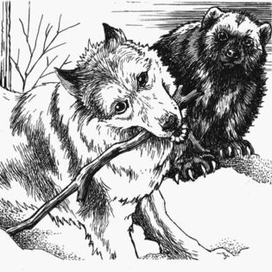 Возвращение росомахи. Илл.14