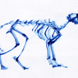 скелет кошки