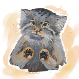 Малыш манул.