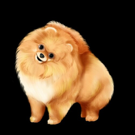 Собака шпиц