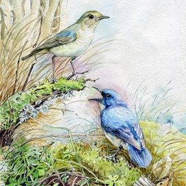 Акварель Синие соловьи