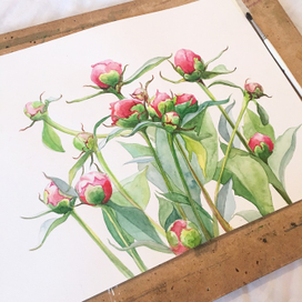 Юность пионов