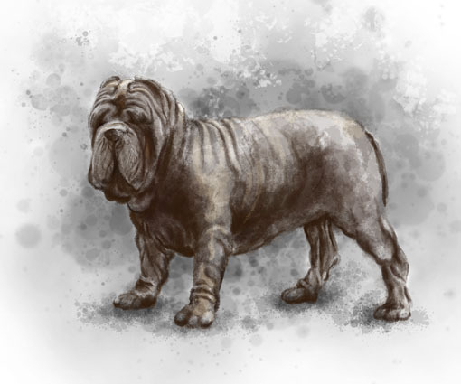 мастино неаполитано