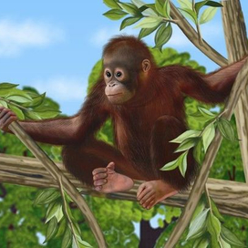 Иллюстрация к книге «Дикие животные»