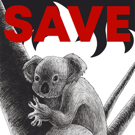 Плакат "Спасите коал"
