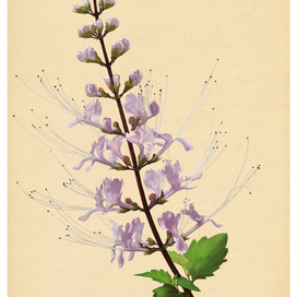 Ботаническая иллюстрация