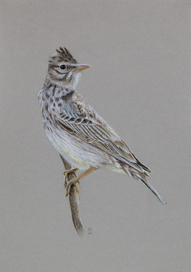 Полевой жаворонок