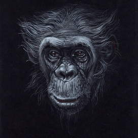 Серия 2 "Обезьяны" 001