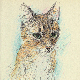 портрет котика