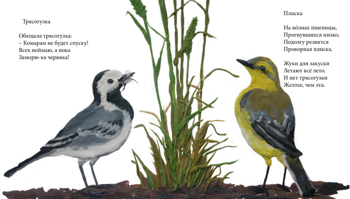 Трясогузка. 