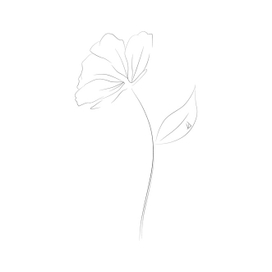 Анемон цветок