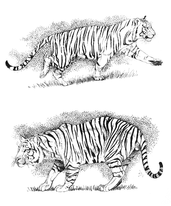 Корбетт "Наука джунглей"