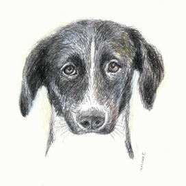 Нуга - питомец приюта