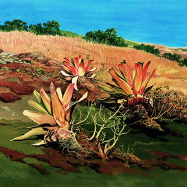 Императорские бромелии