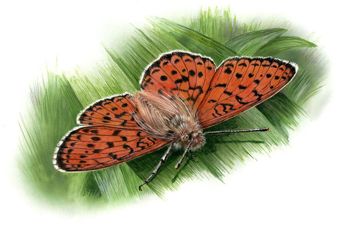 Перламутровка Эрда