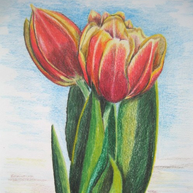 Тюльпаны