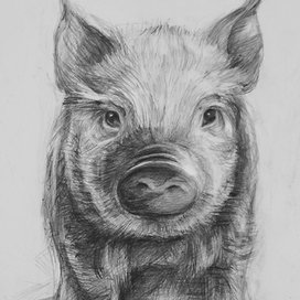 Хрюша Фредди.