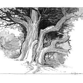 Старое дерево