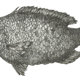 маленькая рыбка