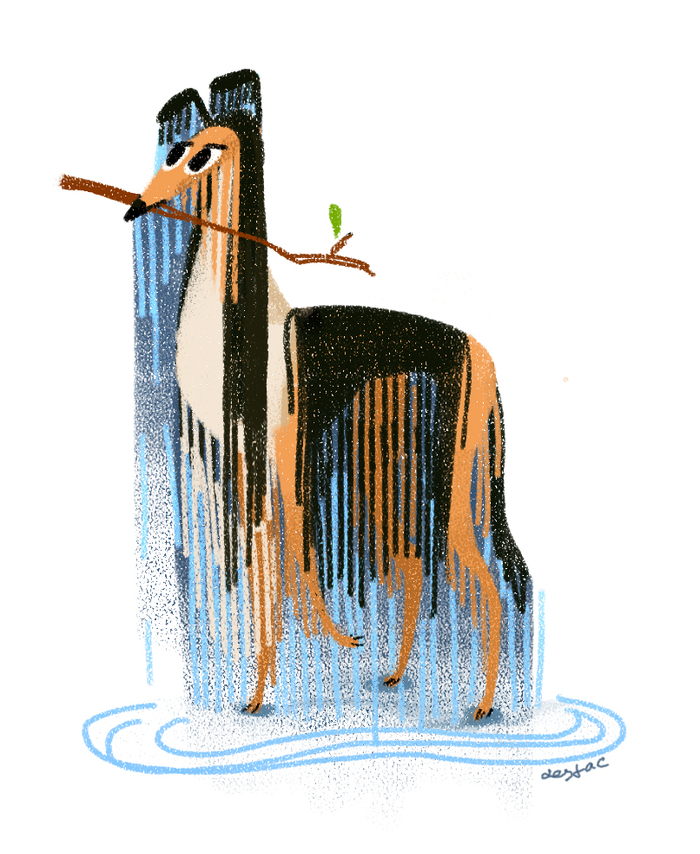 Мокрый колли