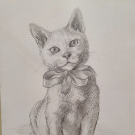 Котенок с бантиком