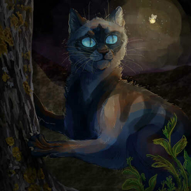 Кот и светлячок