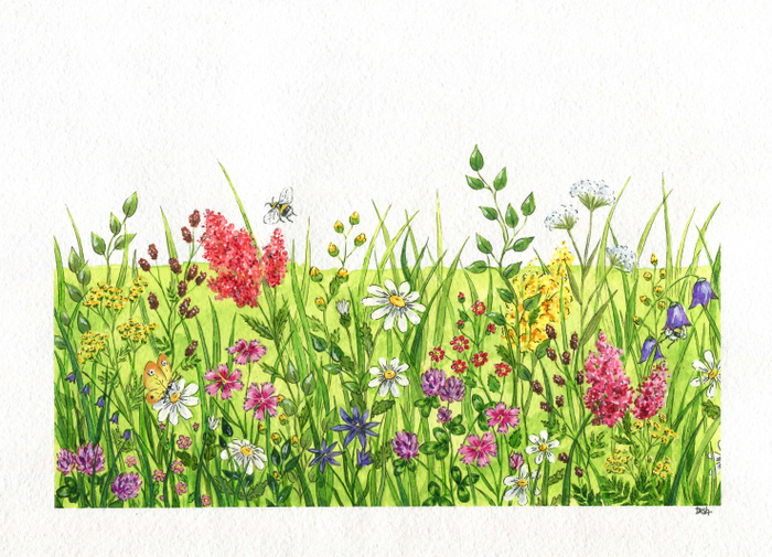 Полевые цветы и шмель