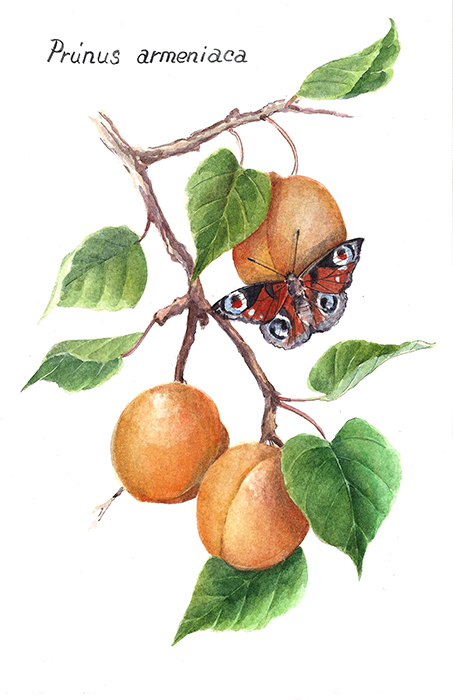 Плоды абрикоса и бабочка