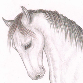 Животные и цветы