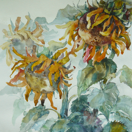 Подсолнухи