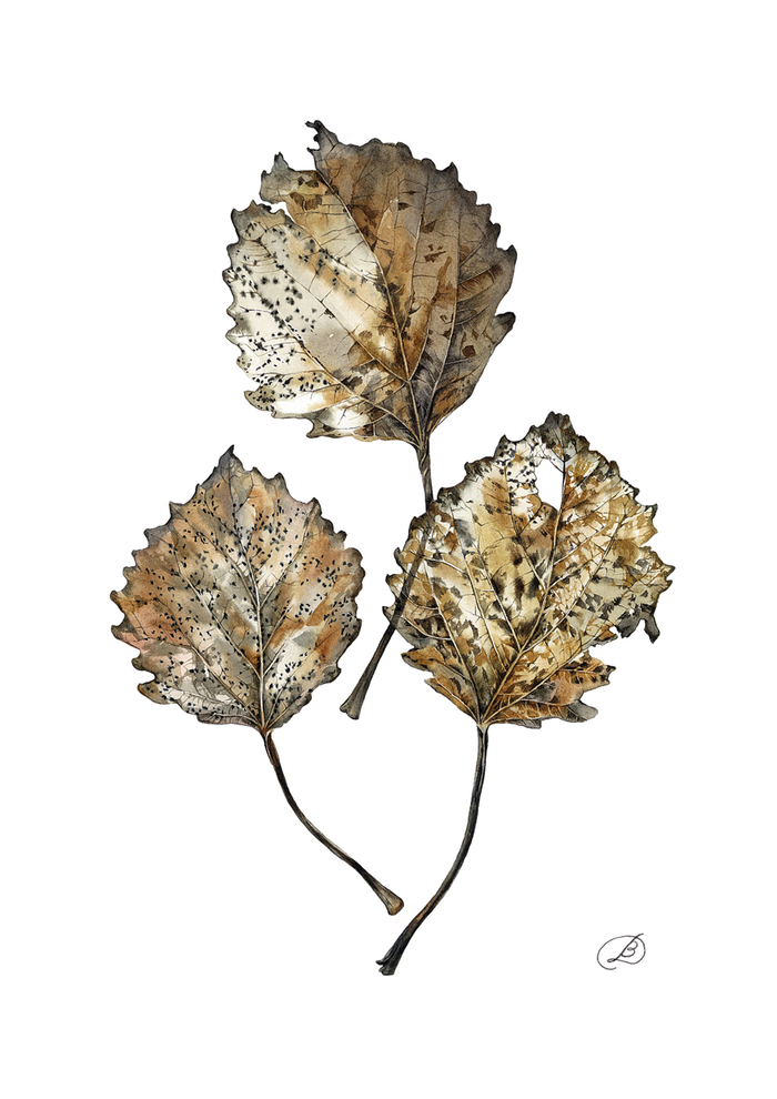 осиновые листья