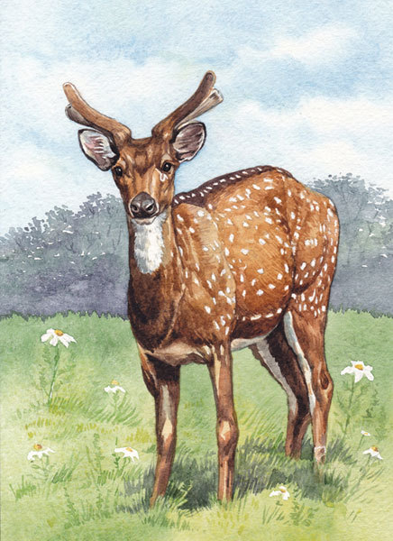 Пятнистый олень